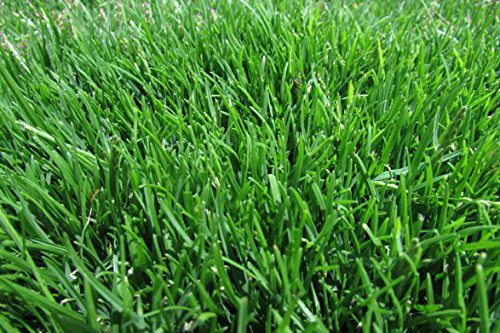 Emerald Zoysia Grass