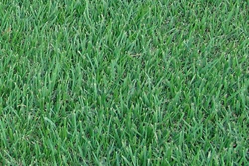 Empire Zoysia Grass